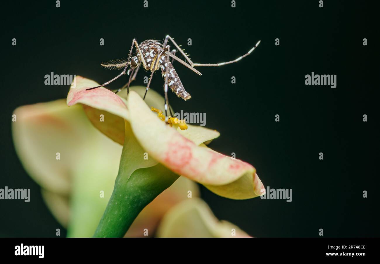 Moustiquaire perchée sur la fleur d'Euphorbia milii, foyer sélectif, Macro insecte. Banque D'Images