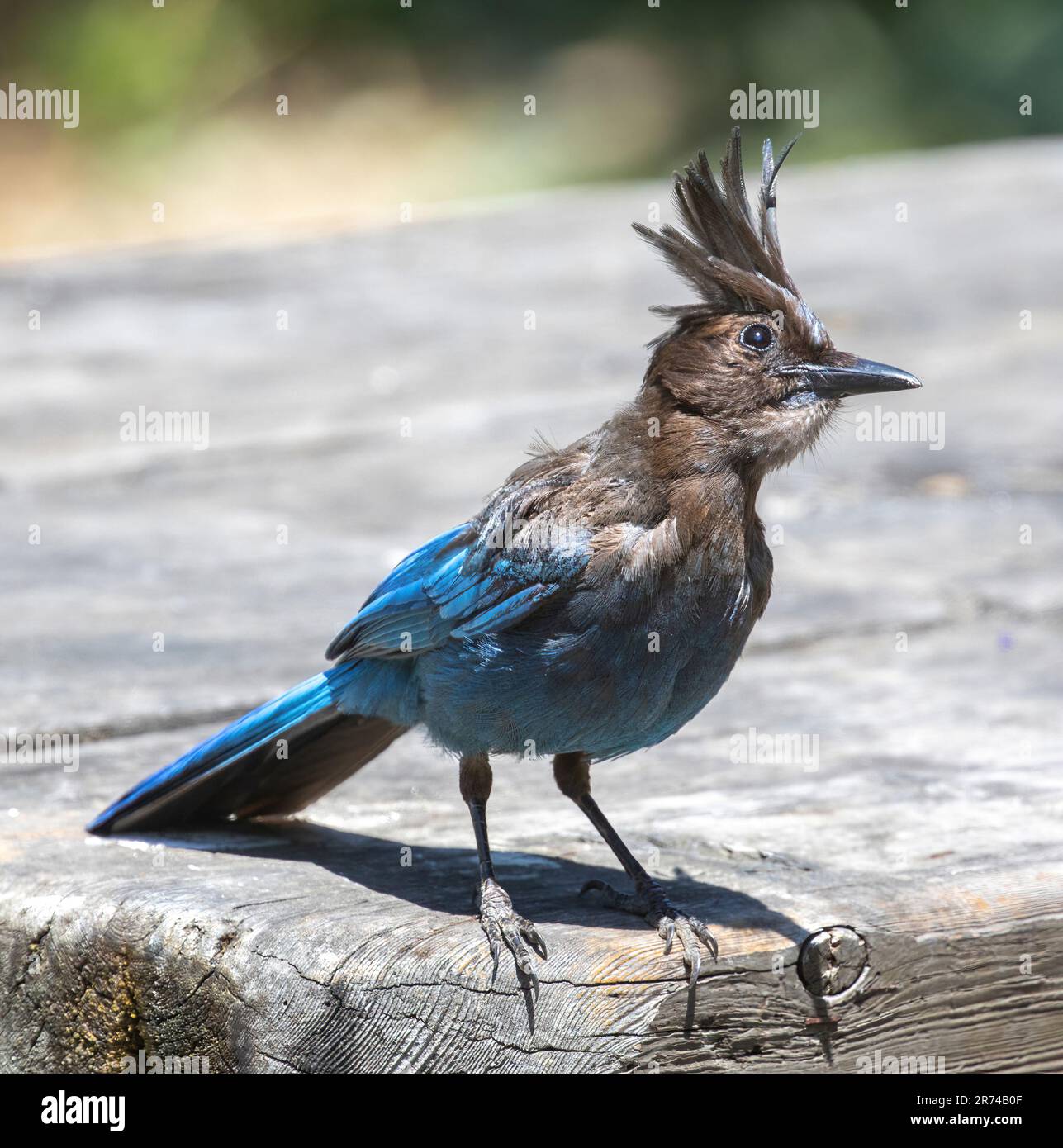 Speller's Jay adulte à la recherche de nourriture de pique-nique sans surveillance. Lac Chabot, comté d'Alameda, Californie, États-Unis. Banque D'Images Speller's Jay adulte à la recherche de nourriture de pique-nique sans surveillance. Lac Chabot, comté d'Alameda, Californie, États-Unis. Banque D'Images