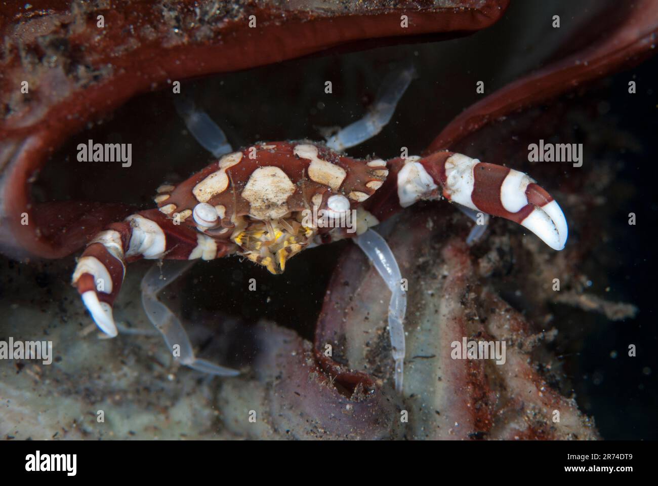 Harlequin Crab, Lissocarcinus laevis, Surai River, Wetar Island, Moluques, Indonésie Banque D'Images