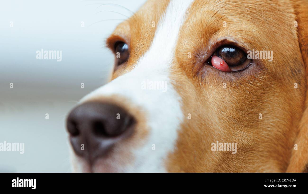 Le chien Beagle souffre d'une maladie des cerisiers. Banque D'Images