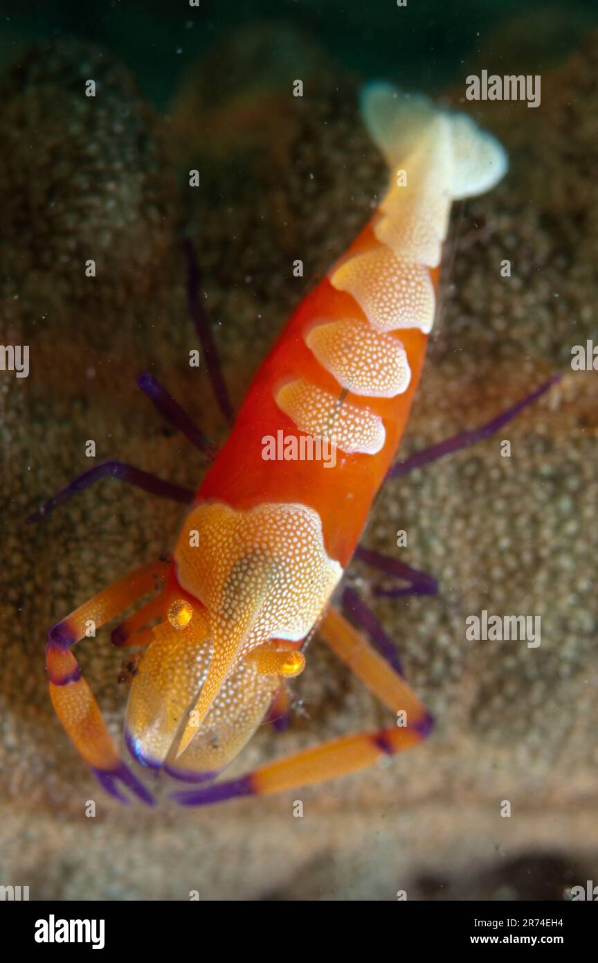 Crevettes commensales, Periclimenes imperator, on Spotted Worm Sea Cucumber, Synapta maculata, Wudong Bay, Maumere, Flores, Indonésie Banque D'Images