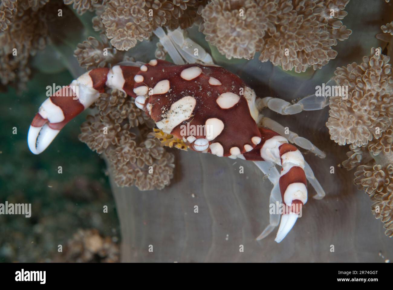 Harlequin Crab, Lissocarcinus laevis, à la base de l'arbre Anemone, Actinodendron arboreum, site de plongée de Pante Kecil, détroit de Lembeh, Sulawesi, Indonésie Banque D'Images