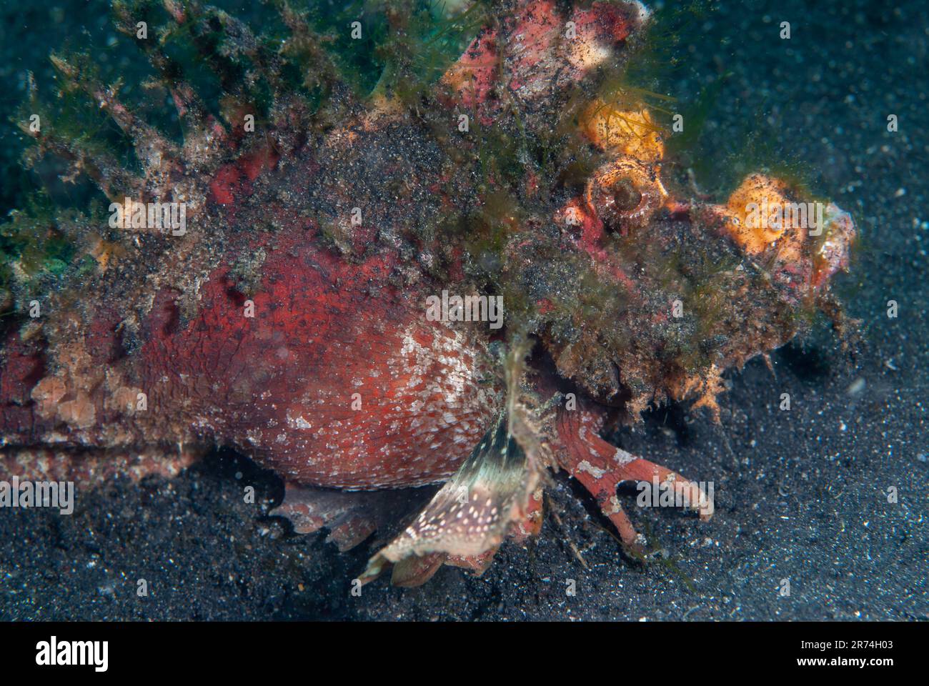 Spiny Devilfish, Inimicus didactylus, site de plongée de Joleha, Straits de Lembeh, Sulawesi, Indonésie Banque D'Images