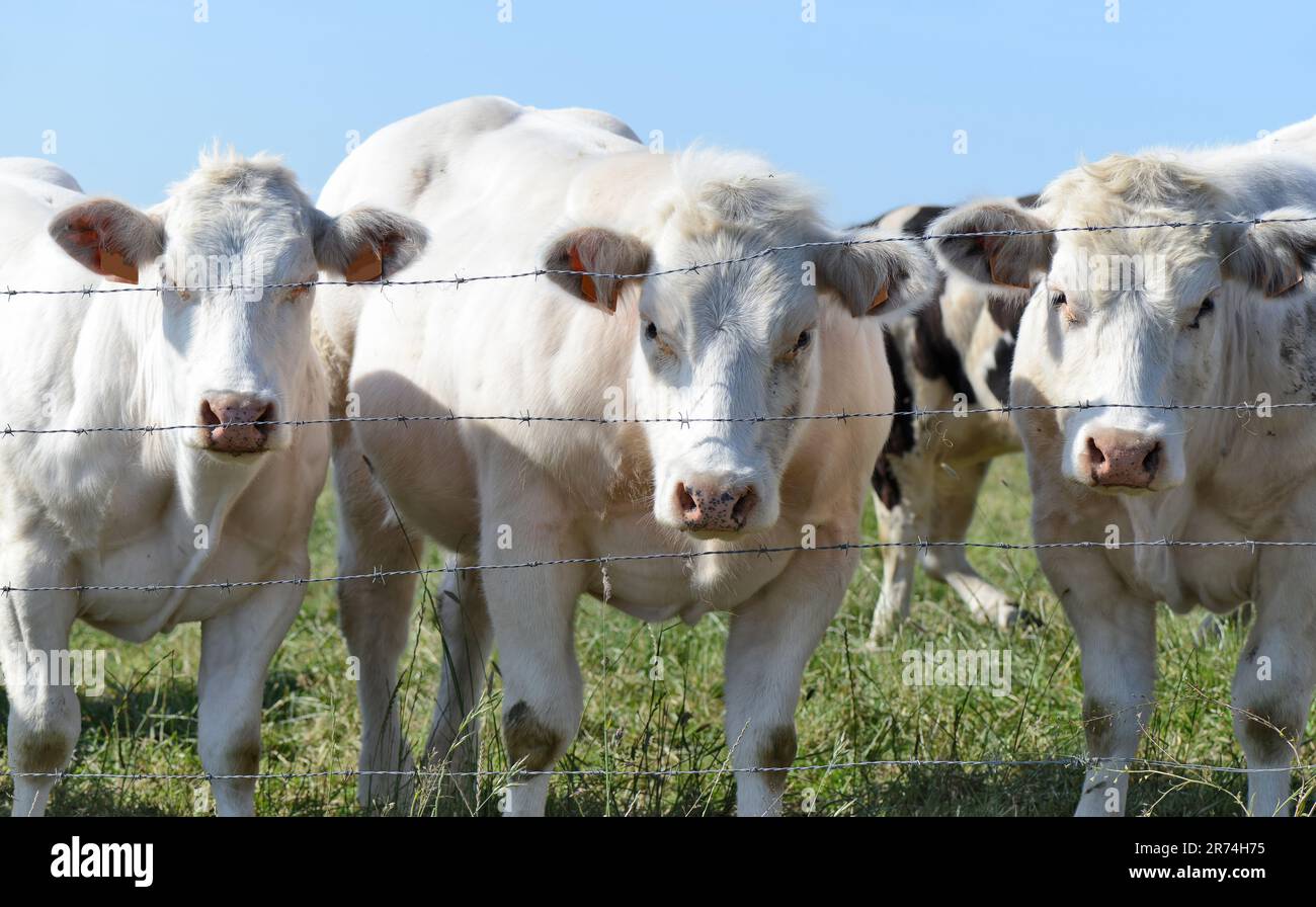 Vaches belges paissant dans le paysage belge du pays des Ardennes Banque D'Images