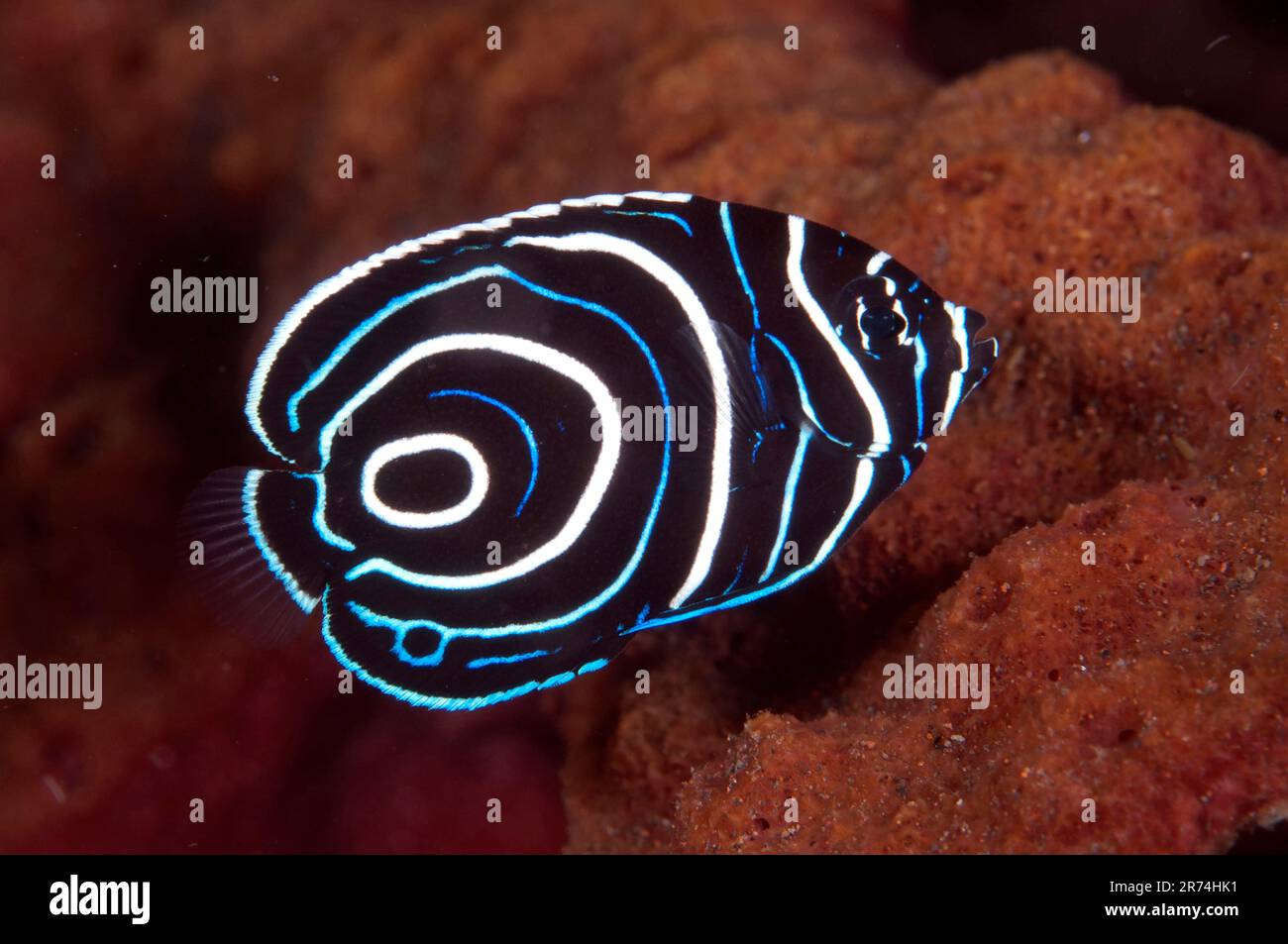 L'empereur juvénile Angelfish, l'imperméable de Pomacanthus, Seraya House Reef, Seraya, Karangasem, Bali, Indonésie Banque D'Images