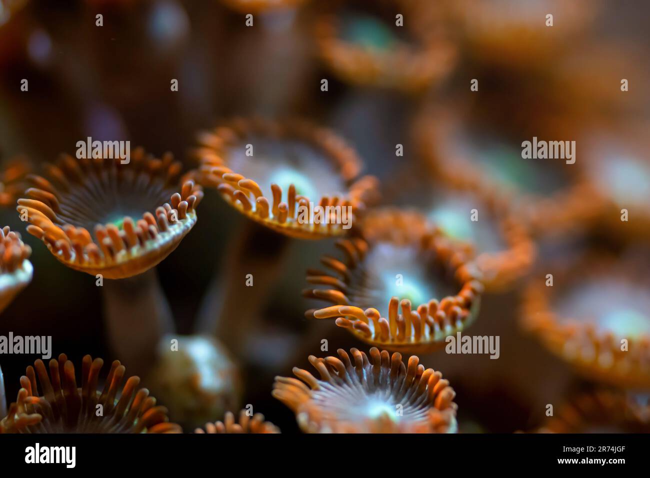 Photo sous-marine - fleur d'orange comme les coraux mous, espèces de Zoanthus, émettant de la lumière sous ampoule UV, arrière-plan marin abstrait, profondeur de champ peu profonde Banque D'Images