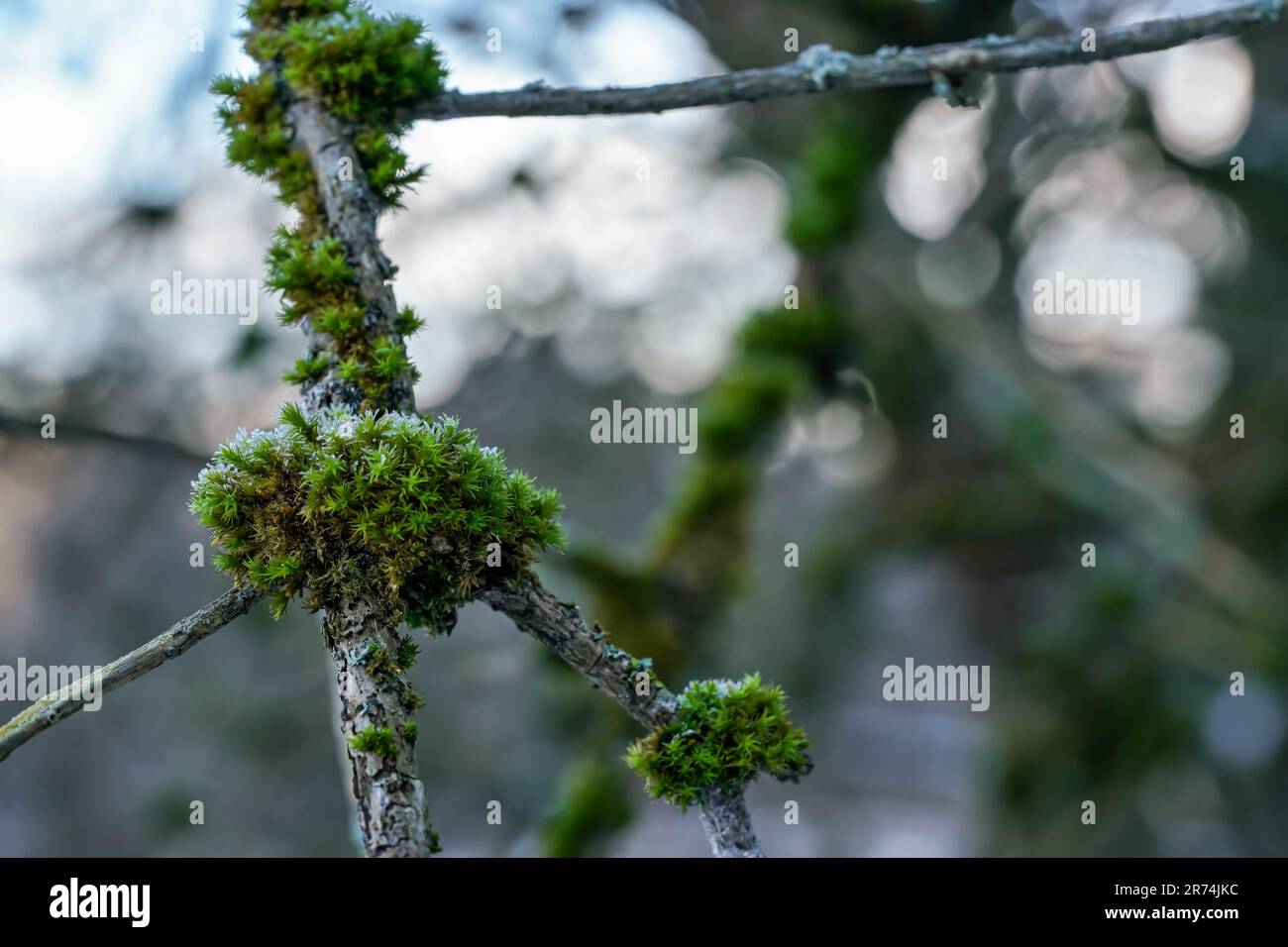 Mousse verte fine et lichen poussant dans la forêt au-dessus de l'arbre - peu de cristaux de neige verglacés dessus Banque D'Images