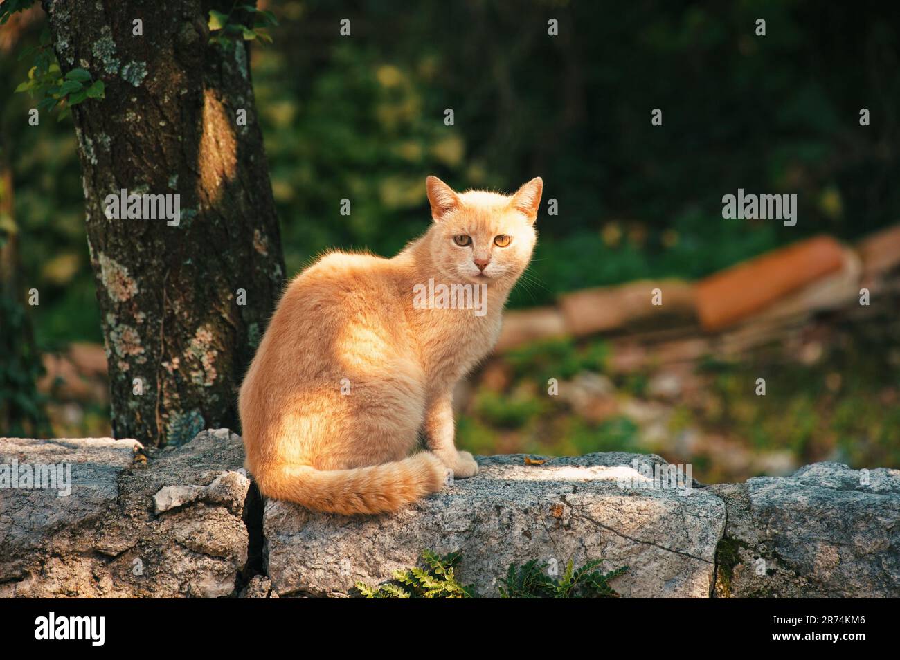 Portrait de chat jaune assis sur un mur de pierre Banque D'Images