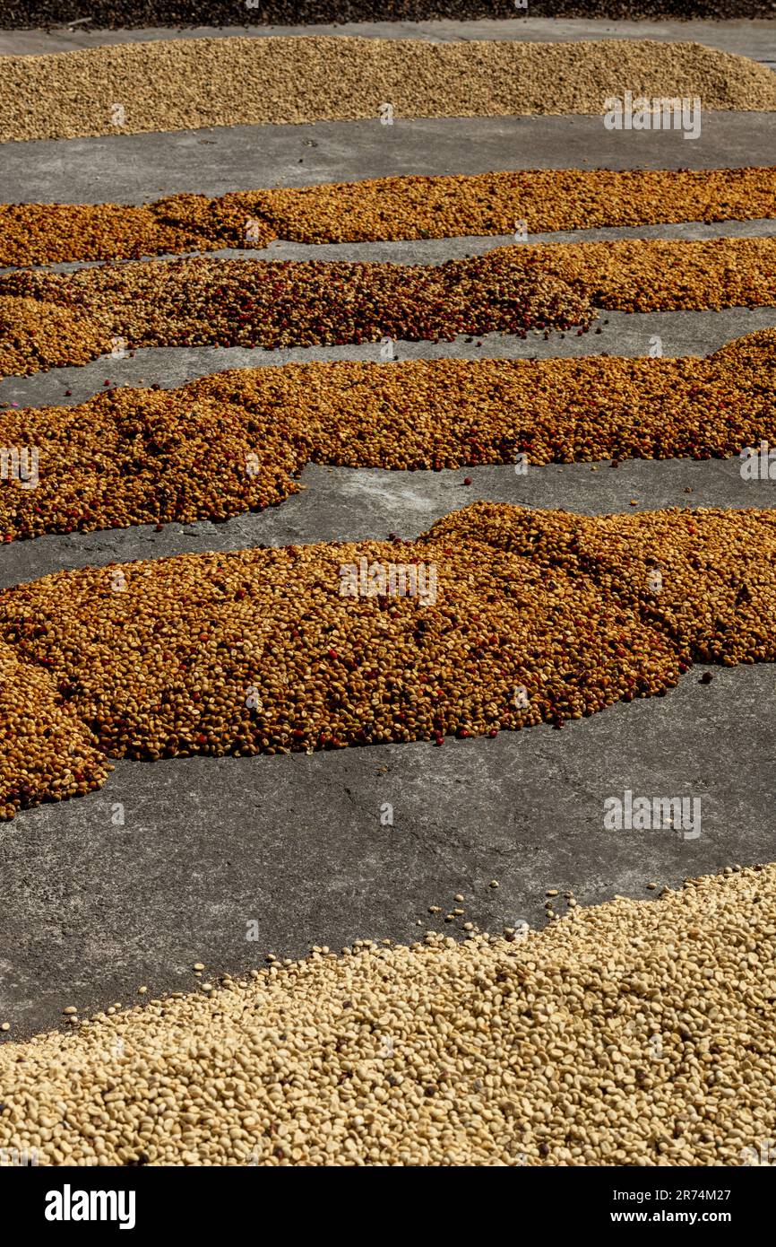 Les cerises de café après la récolte sont répandues au soleil. Le processus sec, le traitement naturel est la vieille façon de traiter le café dans les tropiques, Boque Banque D'Images