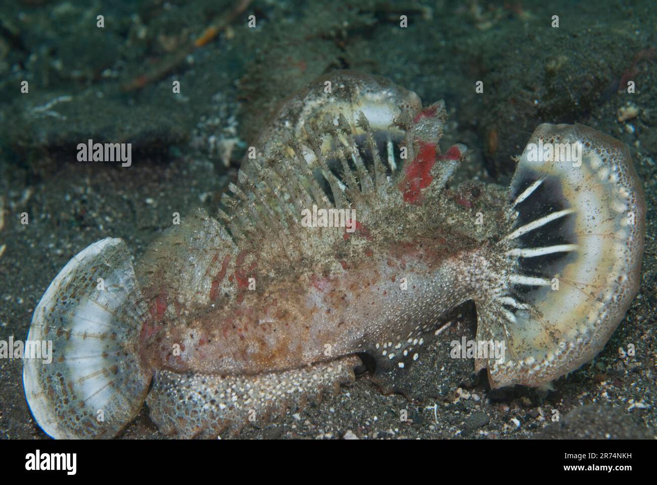 Spiny Devilfish, Inimicus didactylus, présentant des ailerons pectoraux, site de plongée au dépôt de combustible, Kalabali, près de l'île de Reta, Alor, Indonésie Banque D'Images