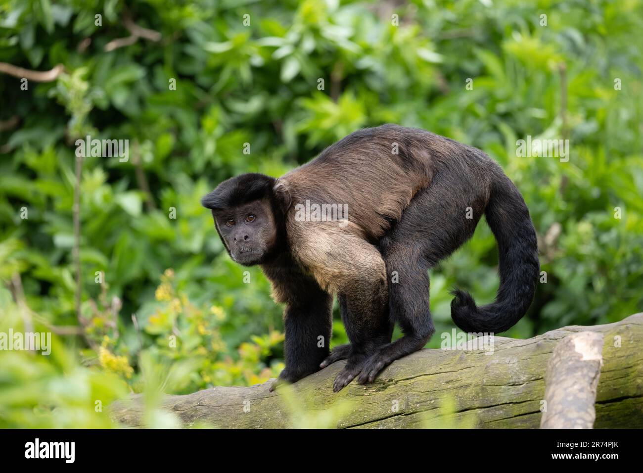 Capucins bruns (Sapajus apella apella) sur le tronc d'arbre regardant la caméra, autres noms: Capucins touffeté ou singe pin. Primate du Nouveau monde dans la famille Banque D'Images