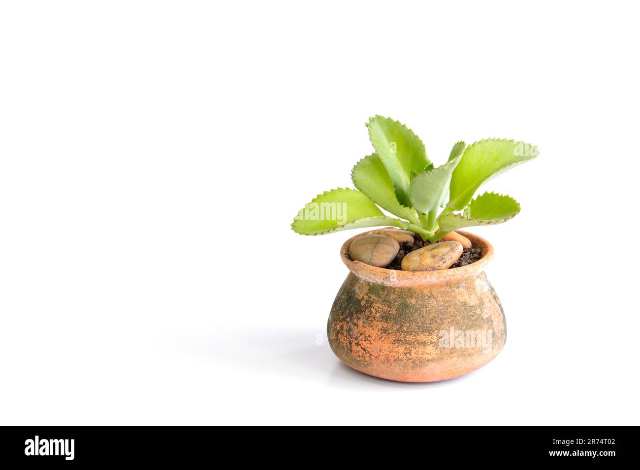 Usine de Pinnata de Kalanchoe dans un pot d'argile, isolée sur fond blanc. Banque D'Images