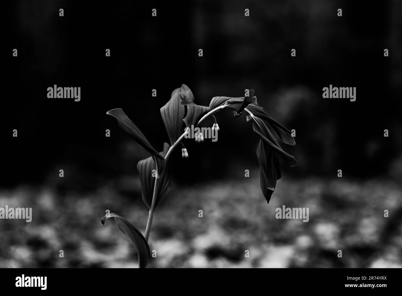 Plante de phoque de Solomon multiflorale au printemps avec des fleurs peu avant la floraison, netteté sélective, faible profondeur de champ, bokeh flou, noir et blanc Banque D'Images