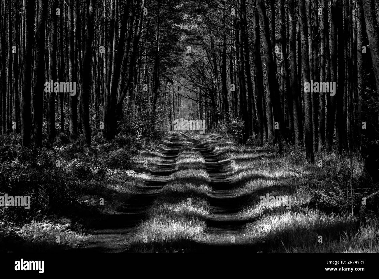 Route forestière au printemps avec lumière et ombre, noir et blanc Banque D'Images