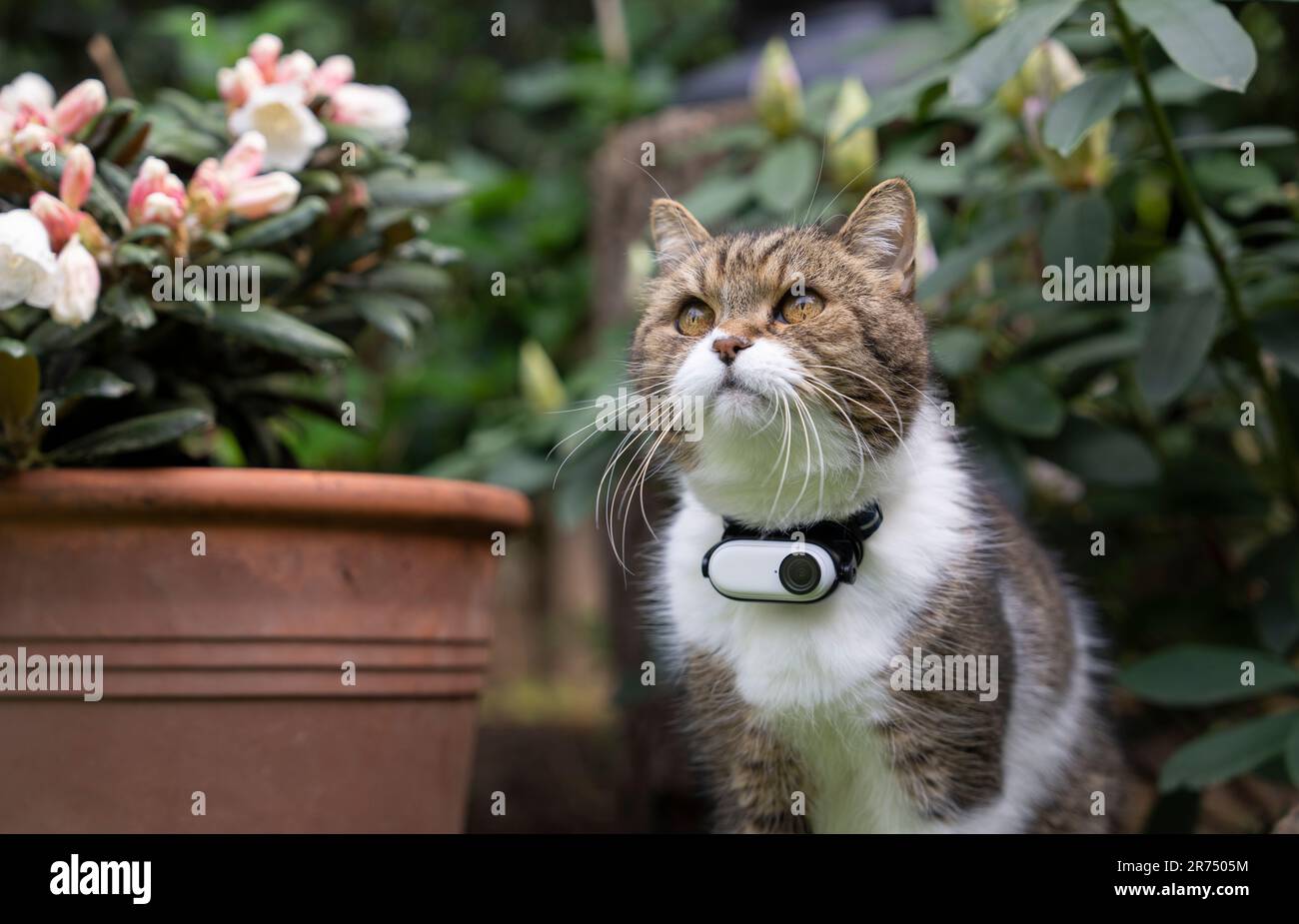 chat à l'extérieur dans le jardin observant la zone, en portant