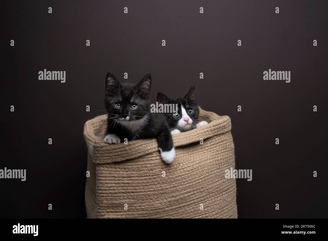 Deux chatons de smoking à l'intérieur d'un panier en osier regardant l'appareil photo. curieusement, photo studio sur fond marron avec espace de copie Banque D'Images