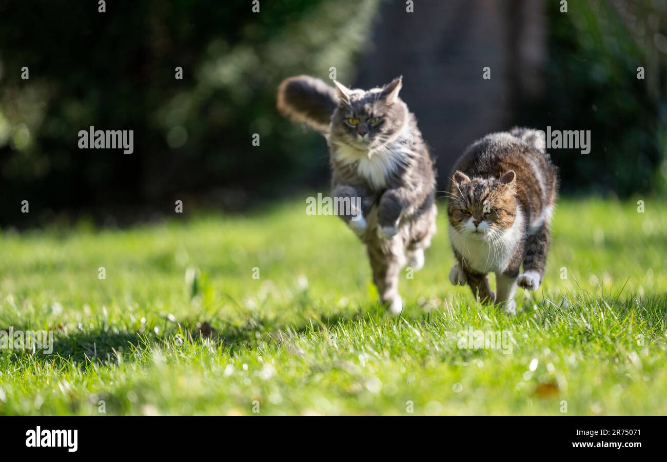 Deux chats ludiques qui traversent un pré vert côte à côte. Des chats en plein air sains vivant la meilleure vie Banque D'Images