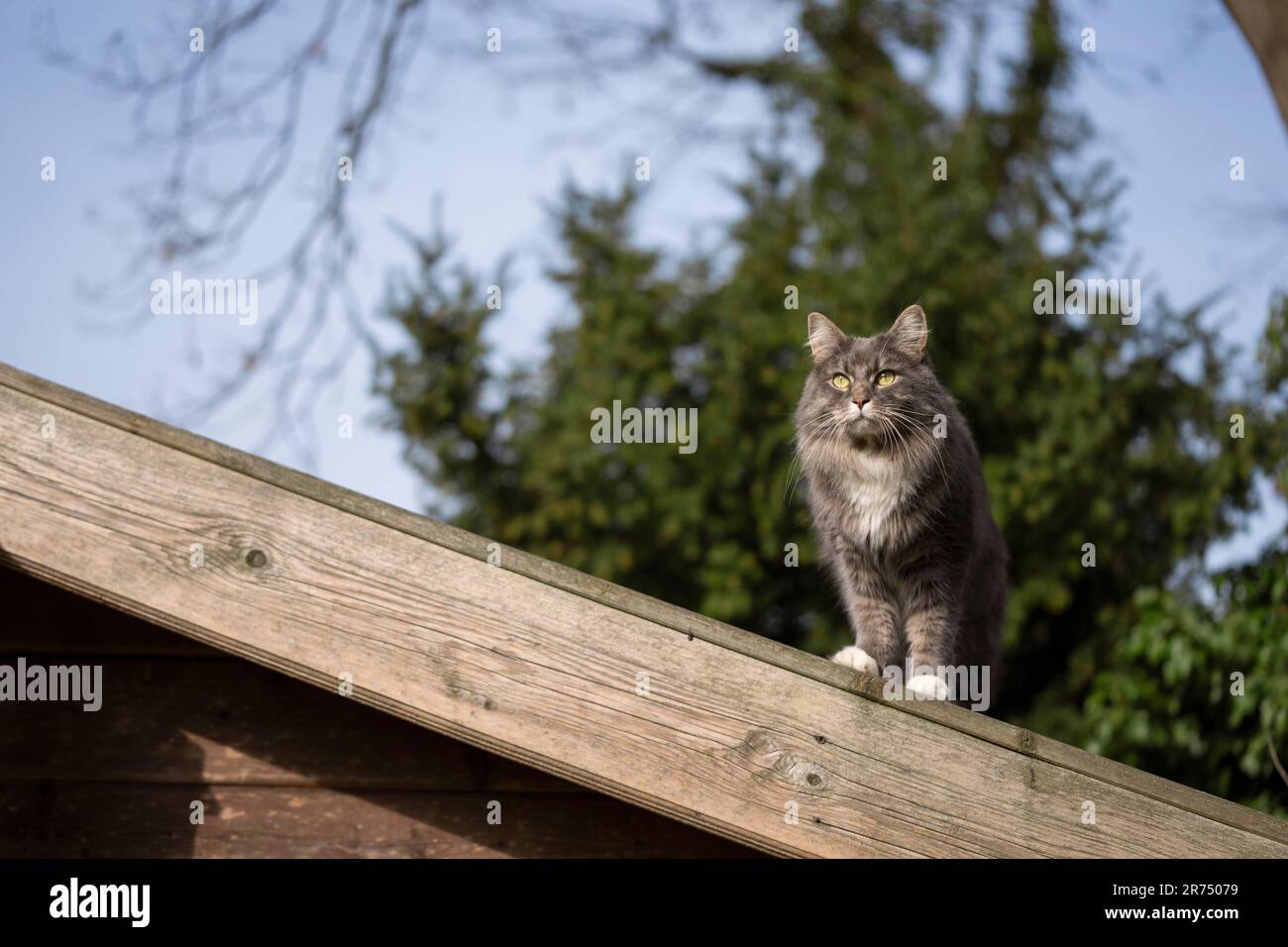 Maine Coon chat assis sur un toit en bois à l'extérieur observant le jardin depuis un point de vue élevé Banque D'Images