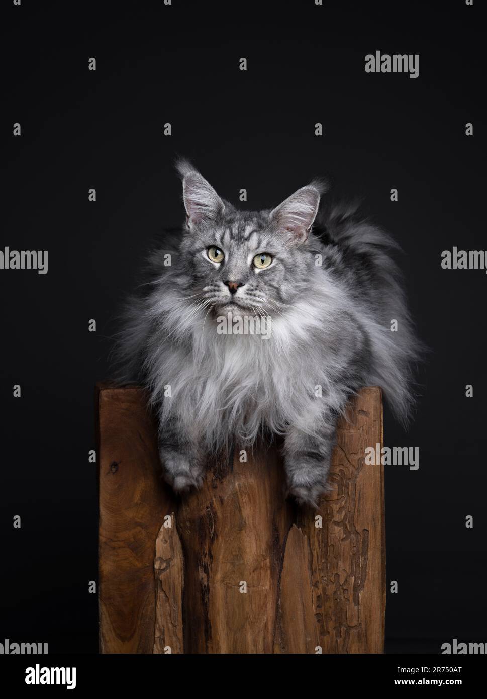 tabby argent maine coon chat reposant sur un podest en bois. Le chat est détendu couché sur le devant avec des pattes pendantes, studio tourné avec l'espace de copie Banque D'Images