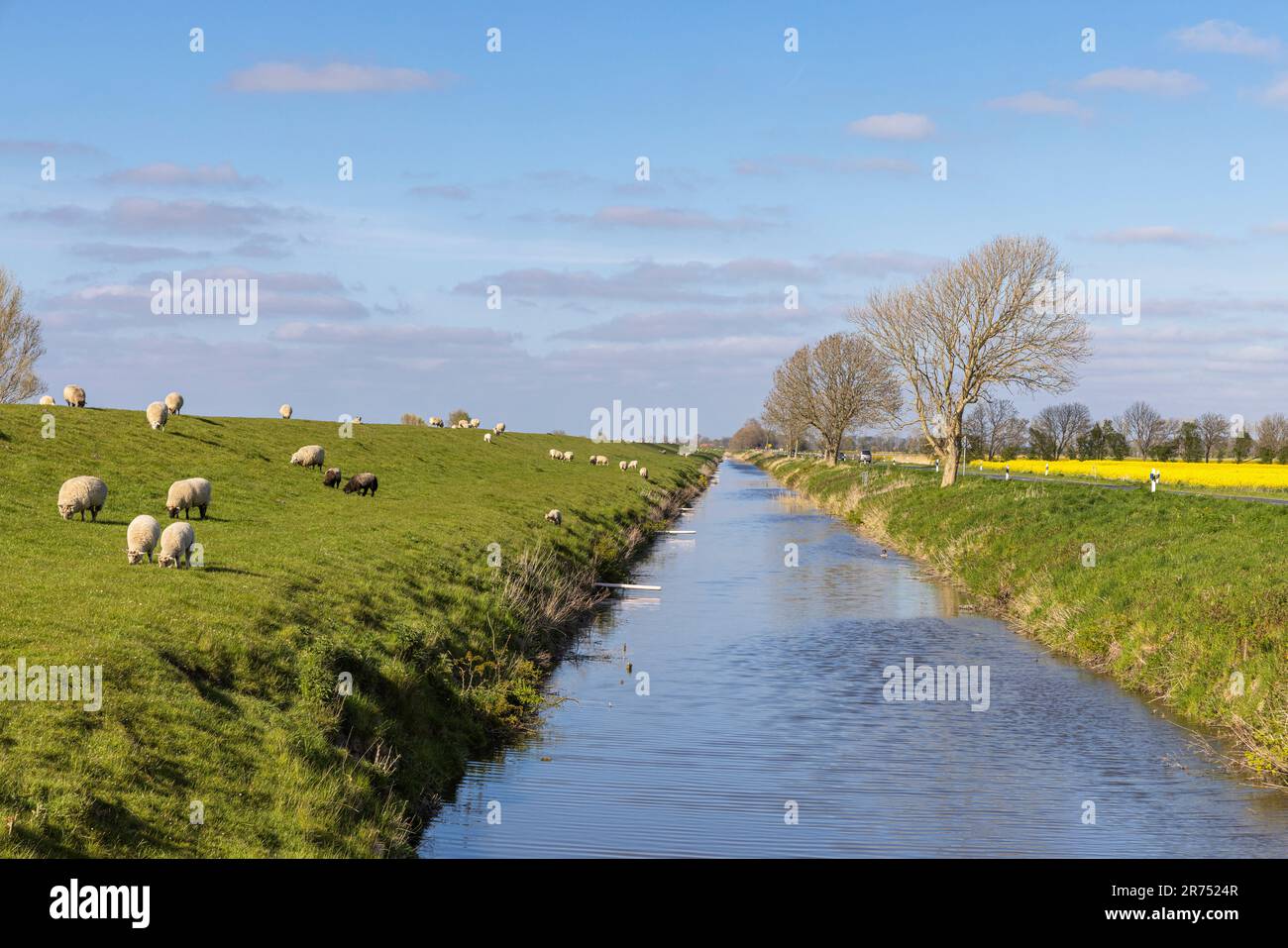 Moutons broutant sur la digue près de Greetsiel, Leybuchtsammelgraben, fossé de drainage, Frise orientale, Basse-Saxe, Banque D'Images