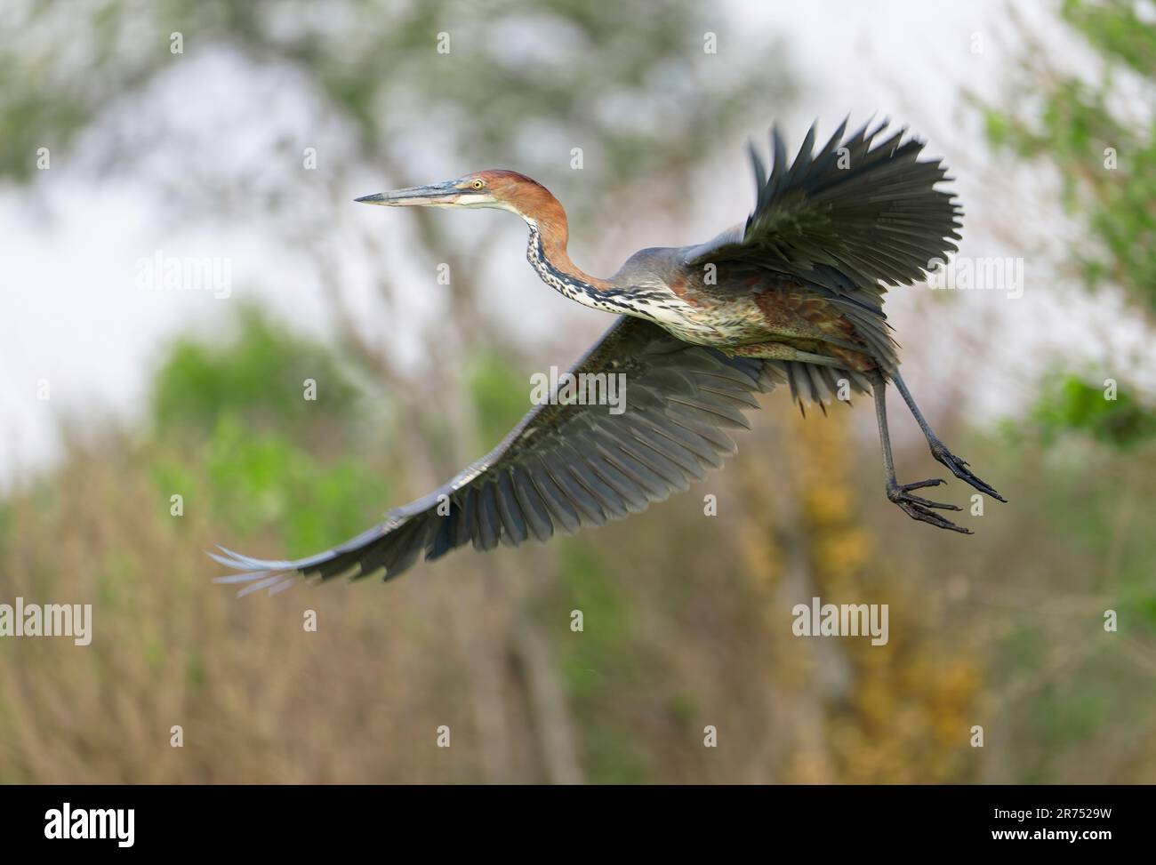 Goliath heron (Ardea goliath) en vol, Réserve de Maasai Mara, Kenya Banque D'Images