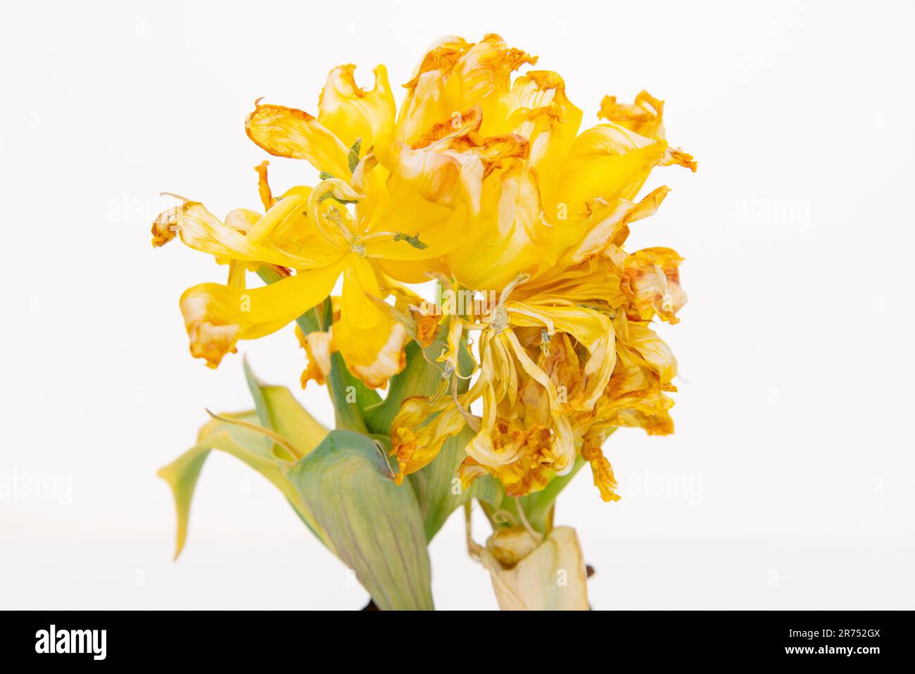 Détail de la fleur d'une tulipe décolorée Banque D'Images