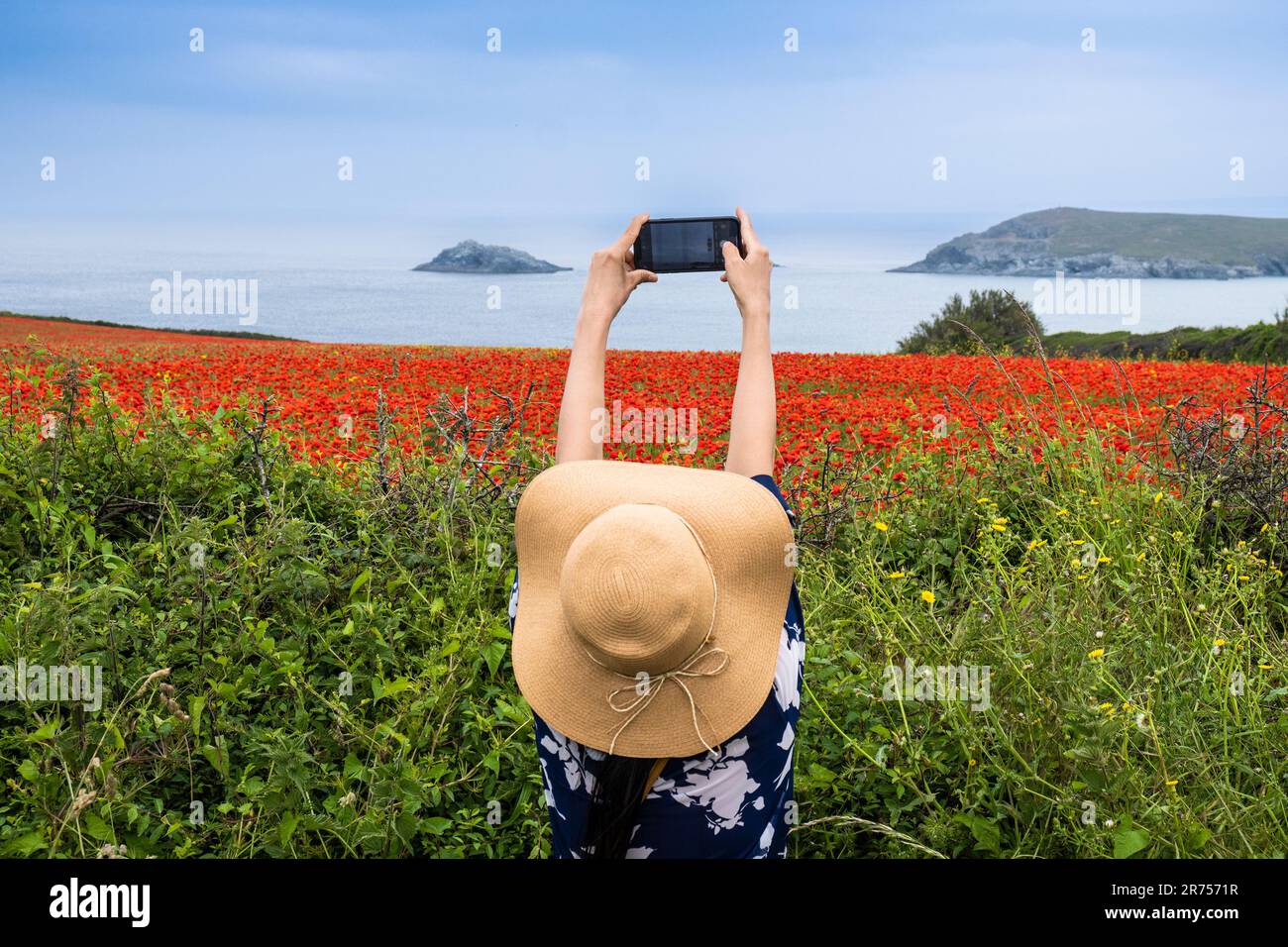 Un holidaymaker utilisant son téléphone mobile pour photographier un champ plein de coquelicots paver rhoeas sur la côte de Crantock Bay à Newquay, en Cornouailles Banque D'Images