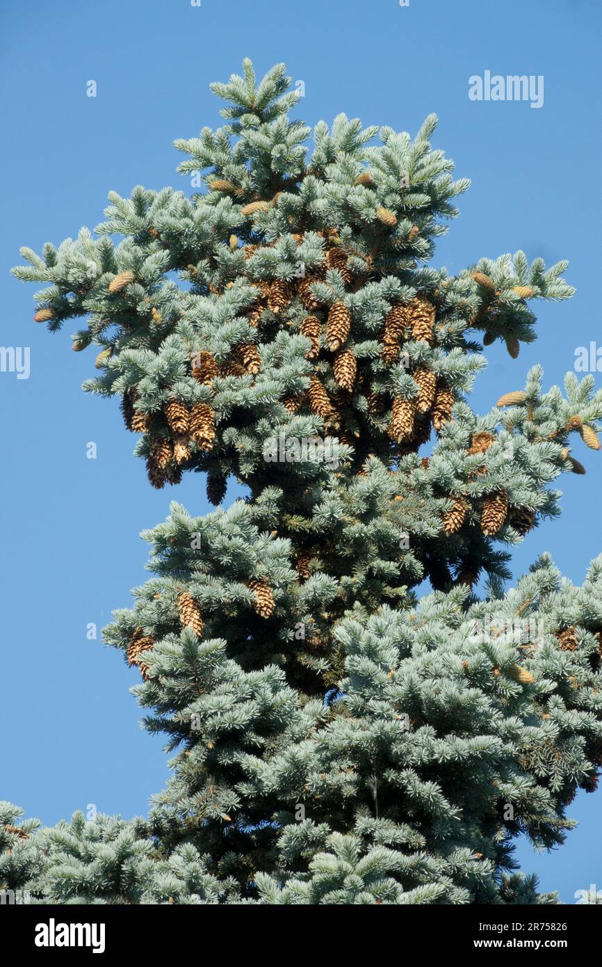 Sapin de l'épinette bleue du Colorado Picea pungens 'Hoopsii', le sommet de l'arbre Banque D'Images