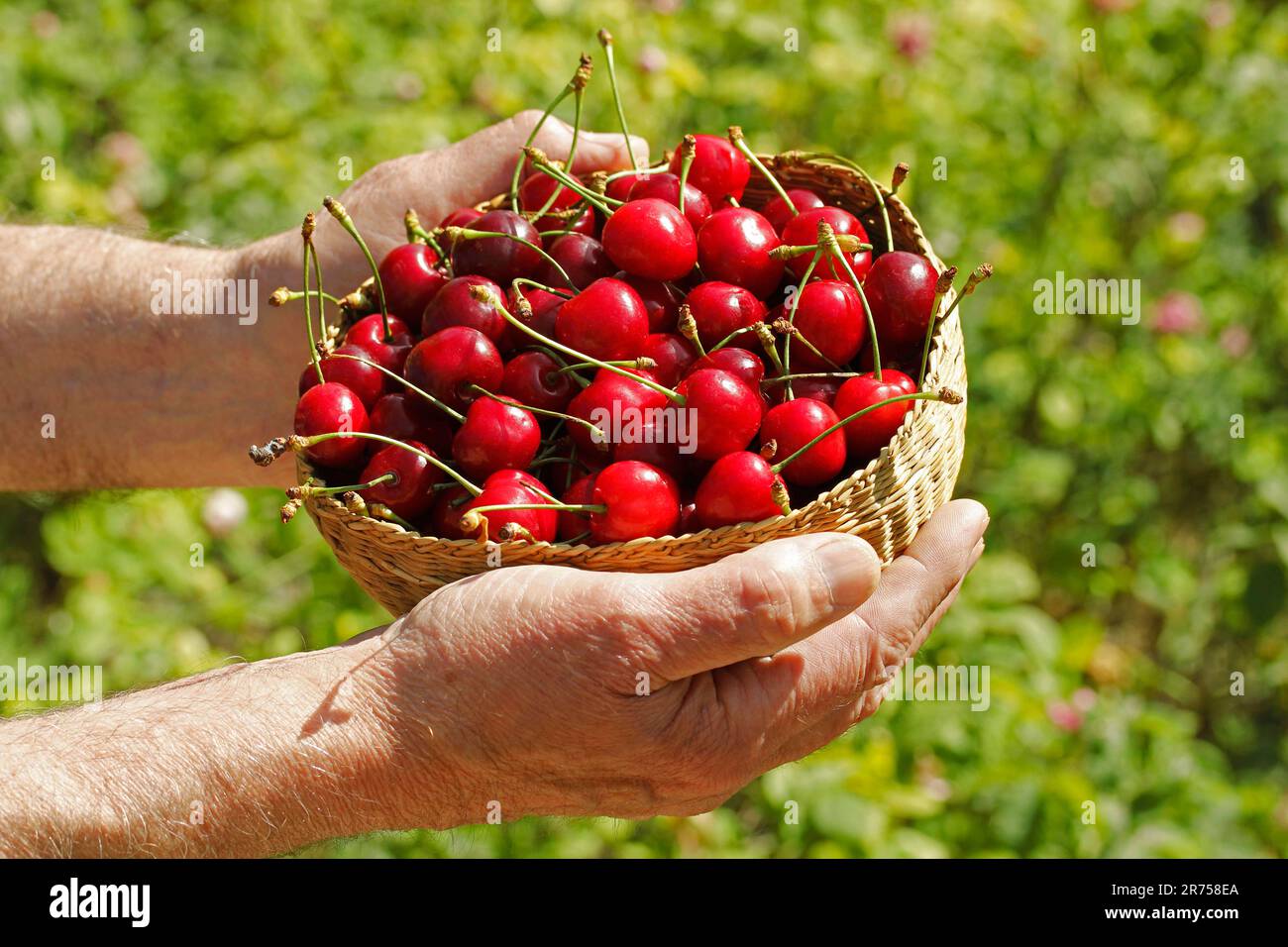 Cerises. Banque D'Images