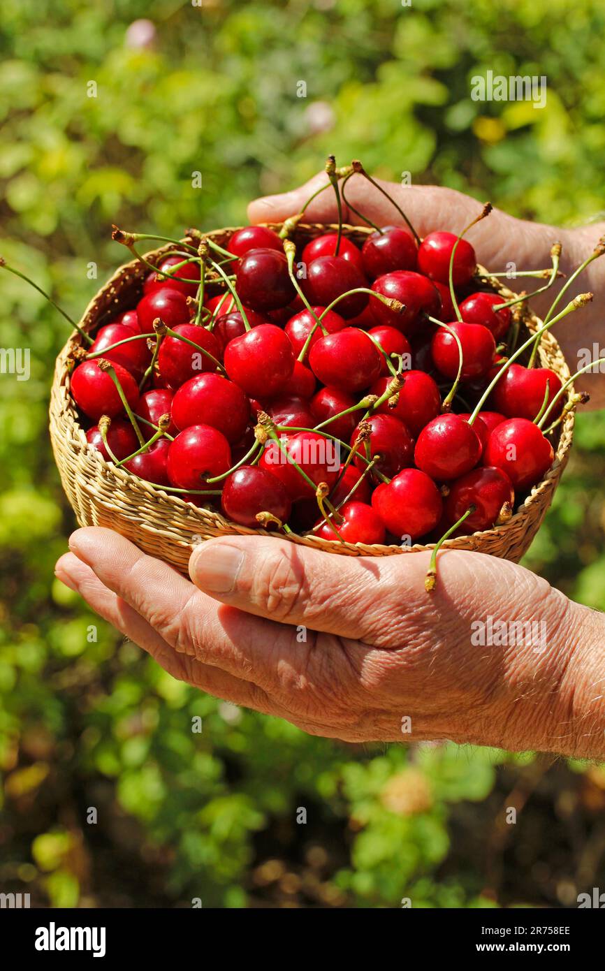 Cerises. Banque D'Images