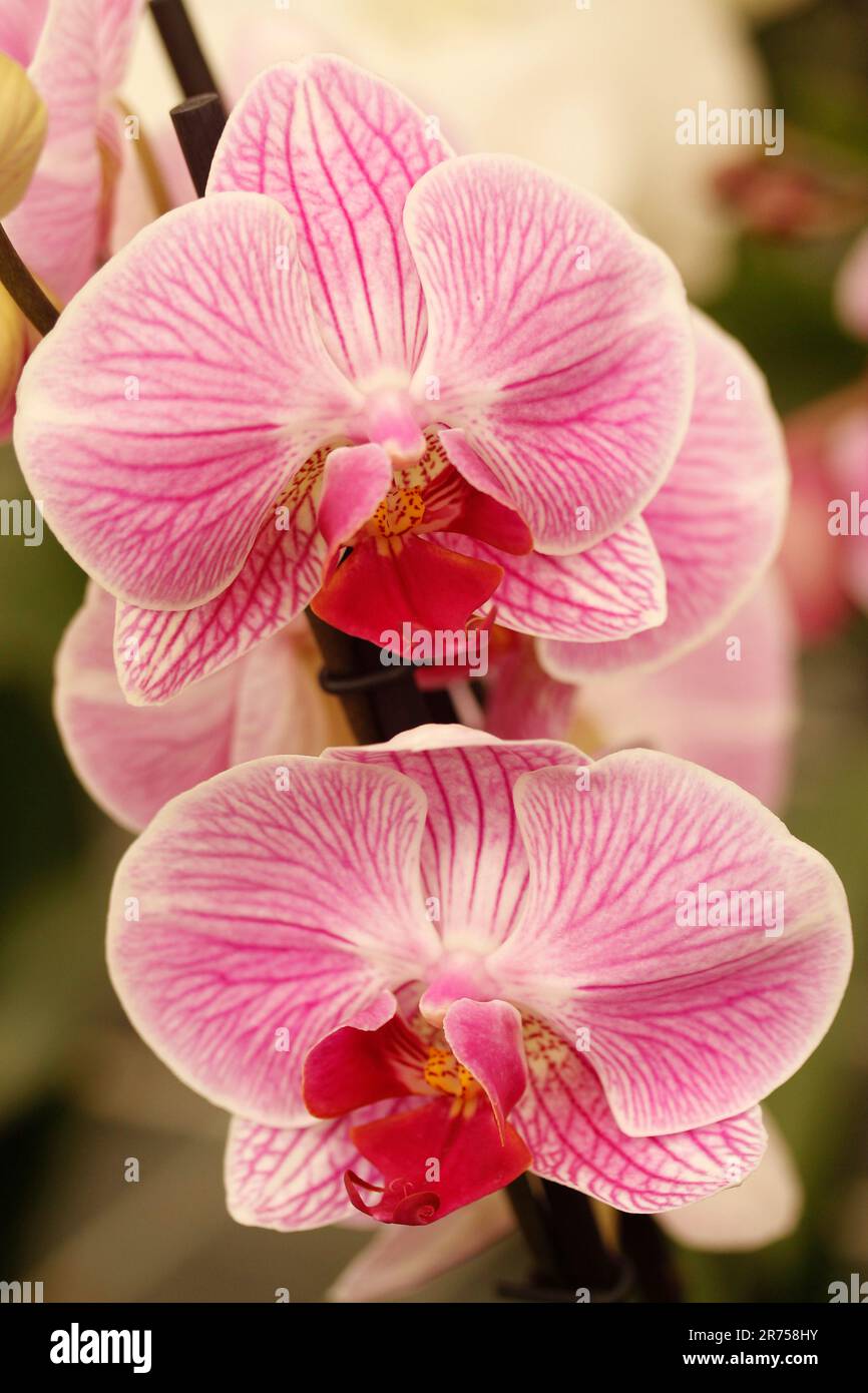 Phalaenopsis d'orchidée. Genre d'orchidées connu sous le nom d'orchidées de papillon. Banque D'Images