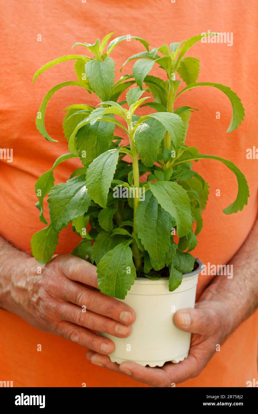 Herbe douce. Stevia rebaudiana. Plante de substitution de sucre. Banque D'Images
