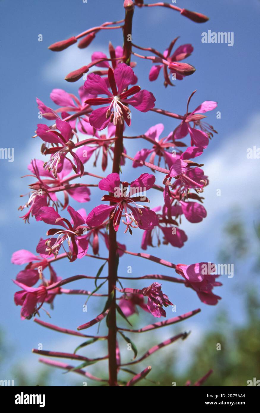 Fireweed, sally en fleurs, Rosebay saule-herbe, Grande saule-herbe (Epilobium angustifolium, Chamerion angustifolium), fleurs, Allemagne, Bavière Banque D'Images