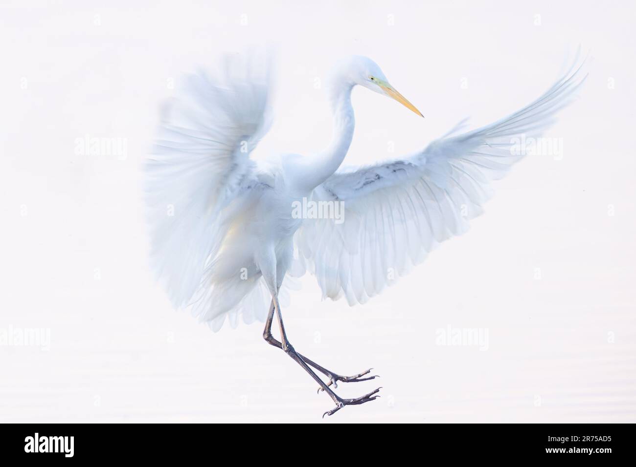 Grand aigreet, Grand Egret blanc (Egretta alba, Casmerodius albus, Ardea alba), atterrissage, clé haute, Allemagne, Bavière Banque D'Images