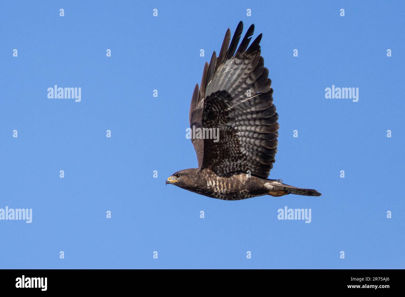 Buteo Buteo (Buteo buteo), en vol, Allemagne, Bavière Banque D'Images