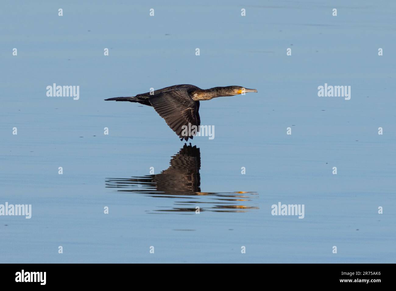Grand cormoran (Phalacrocorax carbo), volant près de la surface de l'eau, vue latérale, Allemagne, Bavière, lac Chiemsee Banque D'Images