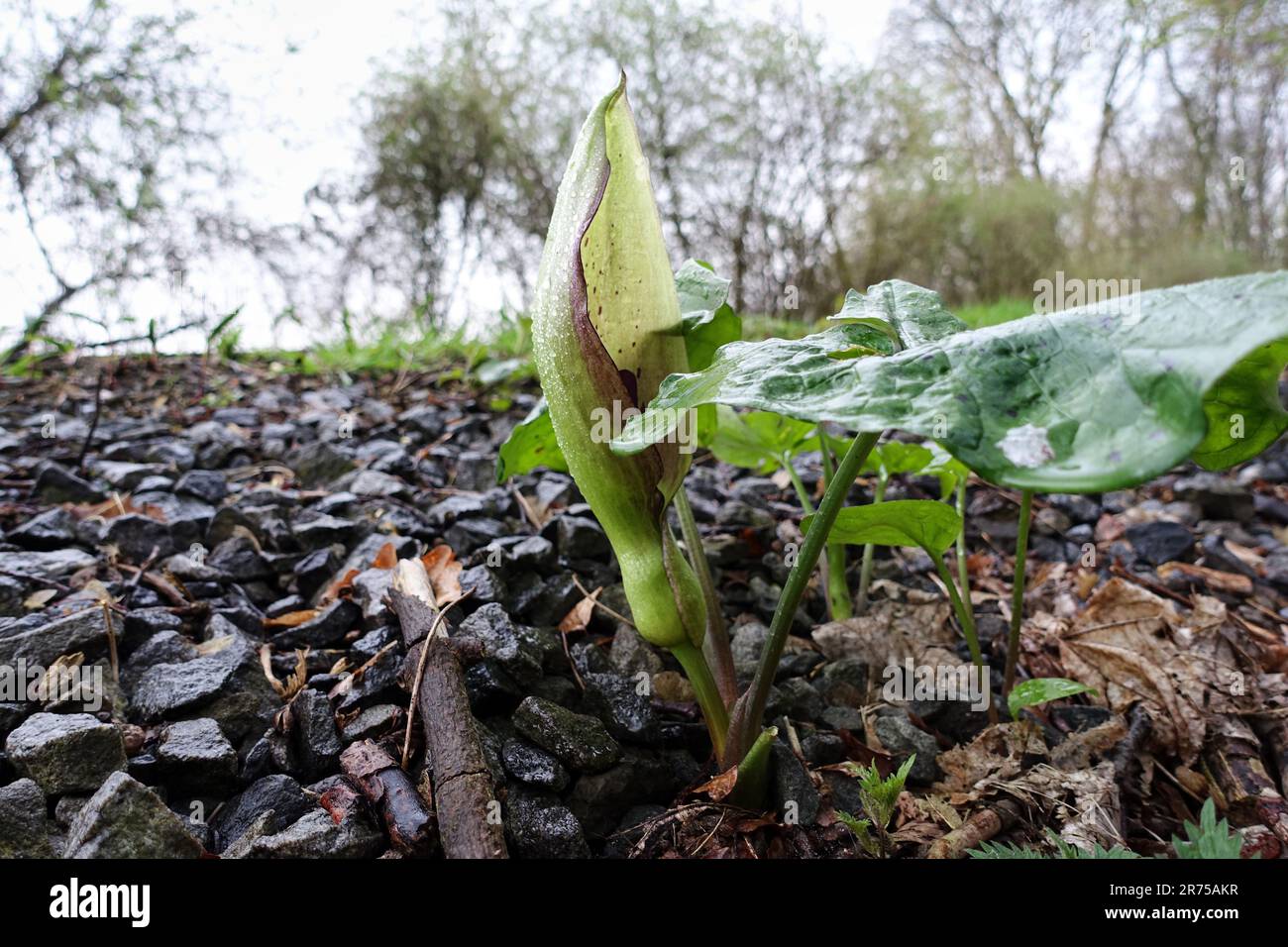 lords-and-Ladies, portland arrowroot, cuckoopint (Arum maculatum), descendant dans le lit de ballast d'une ancienne ligne de chemin de fer, Allemagne, Nord Banque D'Images