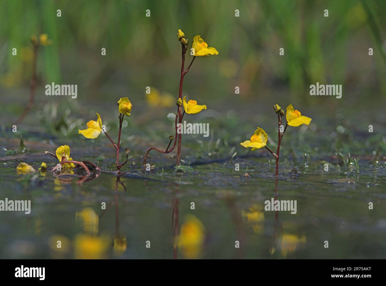 ouest bladdermoort (Utricularia australis), floraison dans l'eau, Allemagne, Bavière Banque D'Images