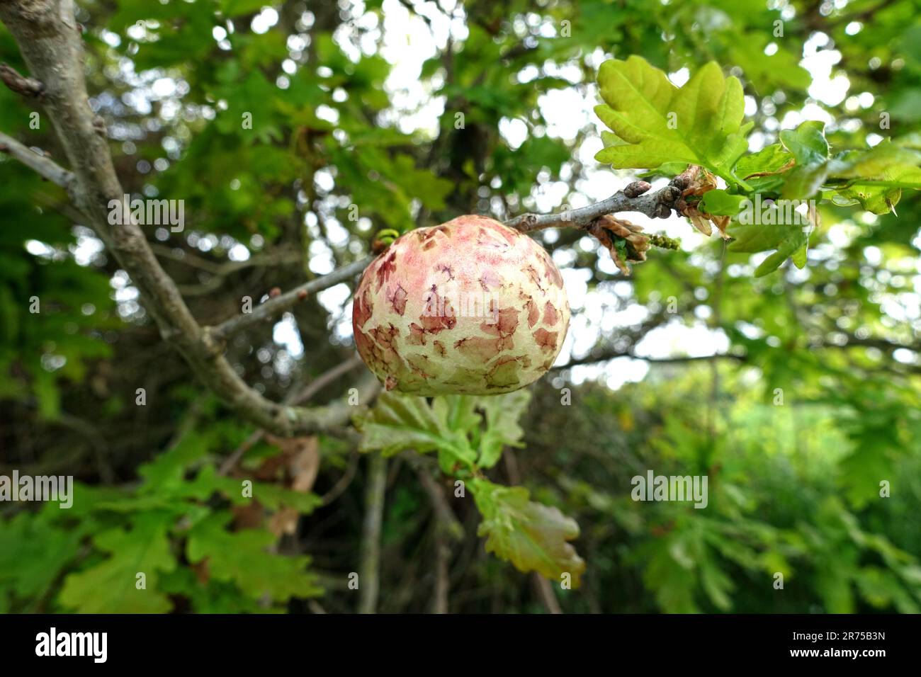 Galette de chêne, cynipide de cerisier-Galle de feuilles de chêne, Galle de cerisier (Cynips quercusfolii), pomme de chêne sur quercus robur, France, Bretagne Banque D'Images