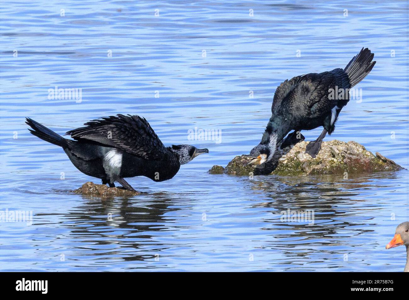 Grand cormoran (Phalacrocorax carbo), deux rivaux, Allemagne, Bavière, Neufinsing Banque D'Images