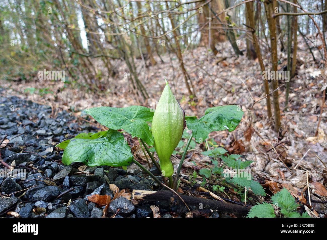 lords-and-Ladies, portland arrowroot, cuckoopint (Arum maculatum), descendant dans le lit de ballast d'une ancienne ligne de chemin de fer, Allemagne, Nord Banque D'Images