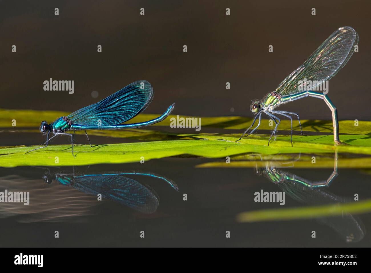 Ailes noires baguées, agrion bagué, demoiselle baguée (Calopteryx splendens, Agrion splendens), couple à pondre des œufs sur une feuille à la surface de l'eau, Banque D'Images