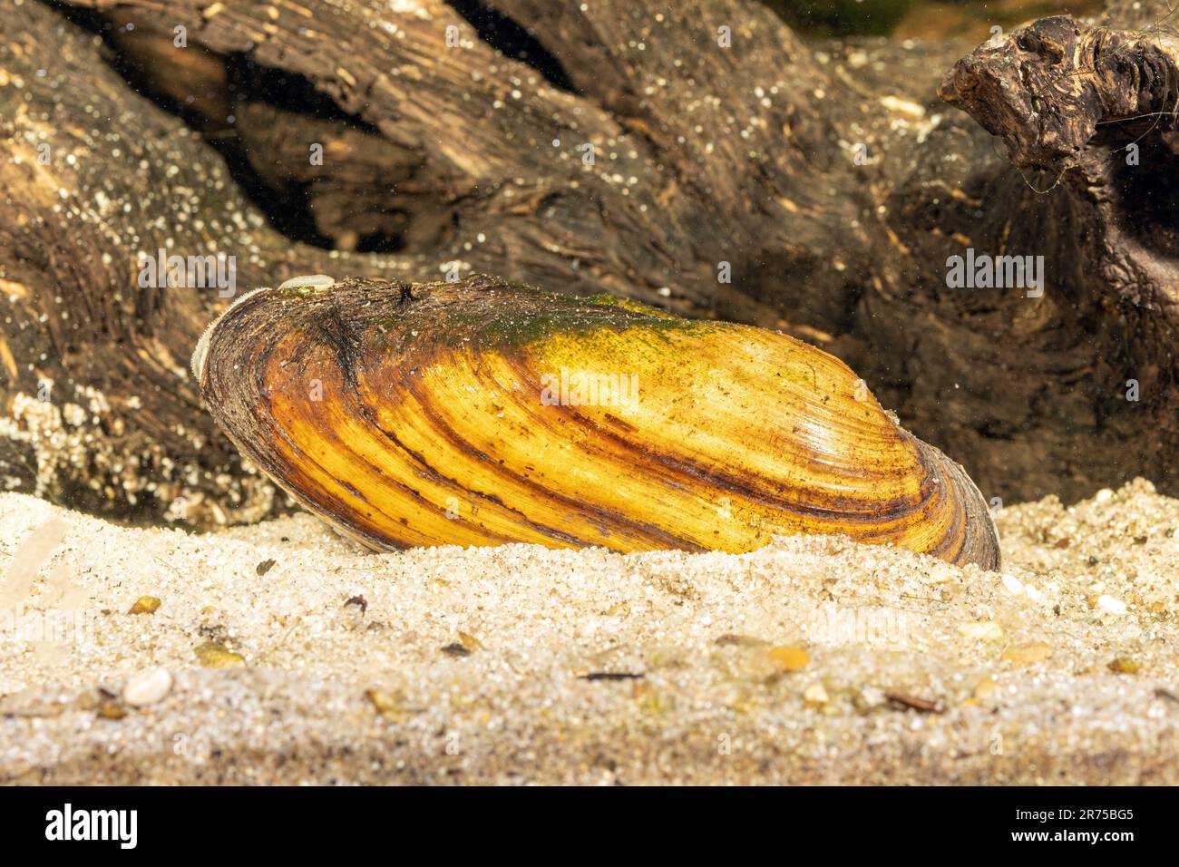 Moule du peintre (Unio pictorum, Pollicepes pictorum), sous l'eau, Allemagne Banque D'Images