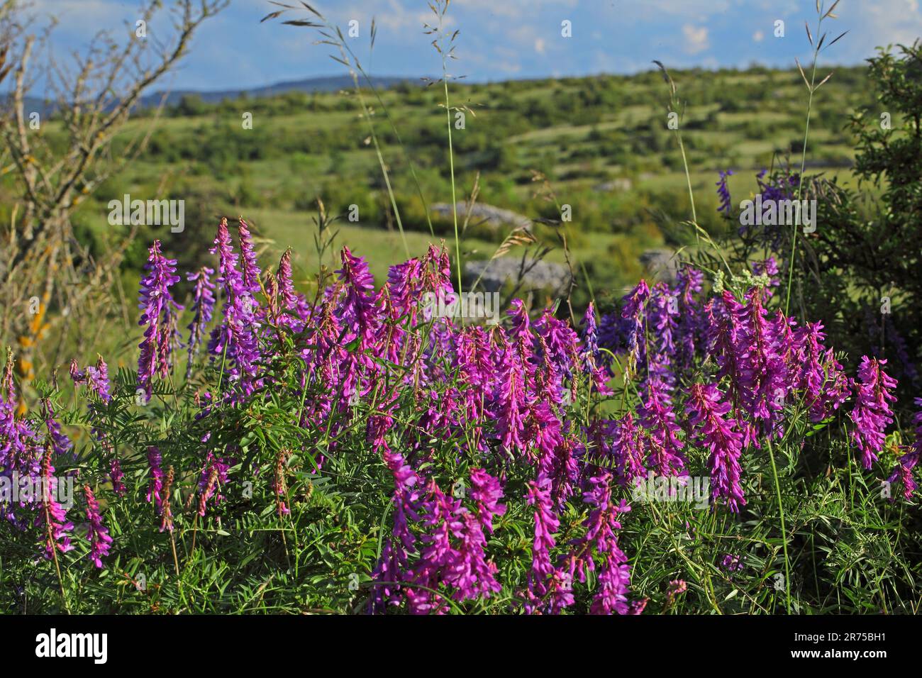 Vesce d'oiseau, tinegrass, vesce tuftée (Vicia cracca), floraison, Allemagne Banque D'Images