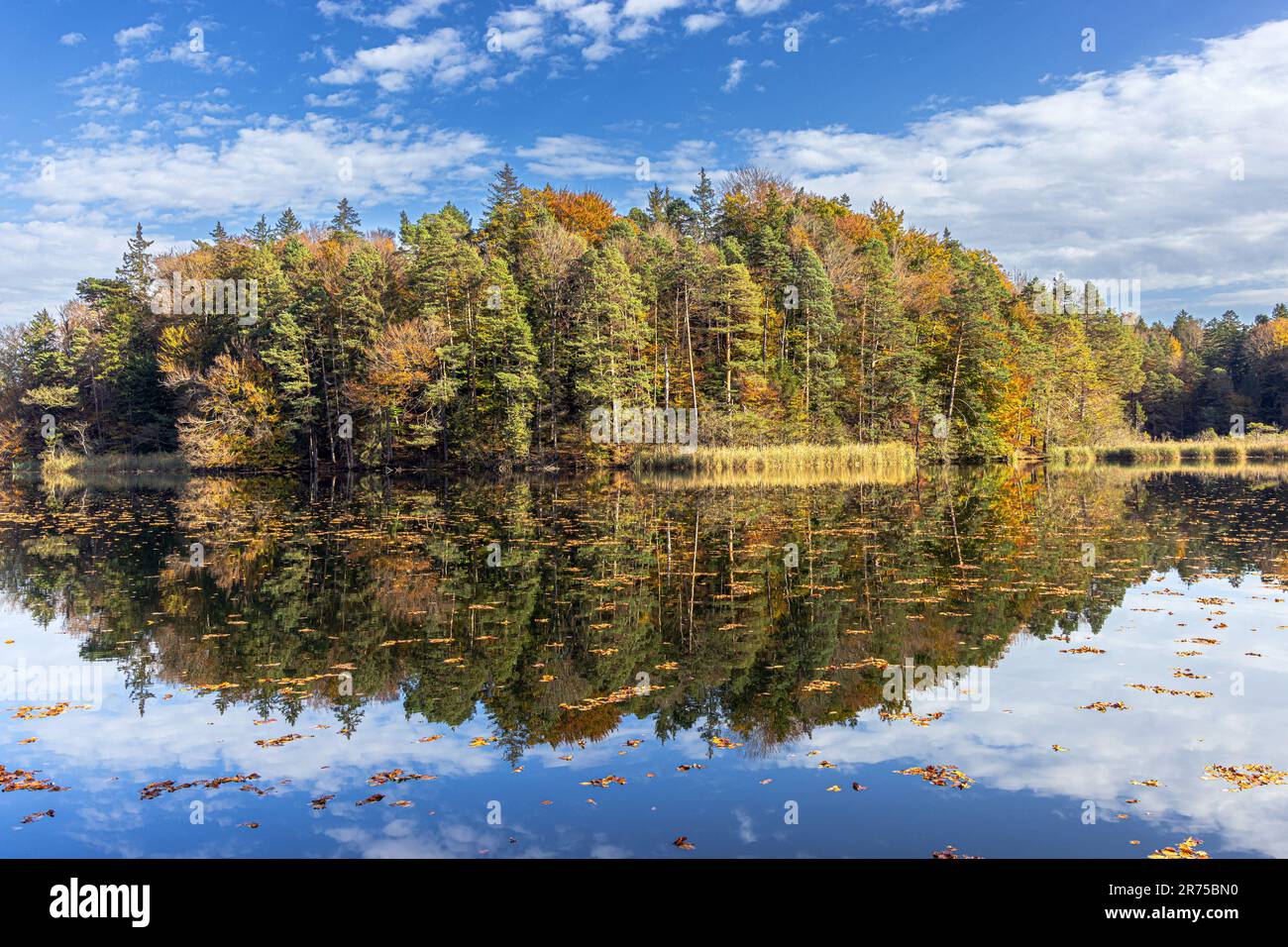 Forêt mixte en feuillage d'automne avec réflexion dans le Schlosssee avec feuilles mortes, Allemagne, Bavière, Eggstaett-Hemhofer Seenplatte, Bad Endorf Banque D'Images