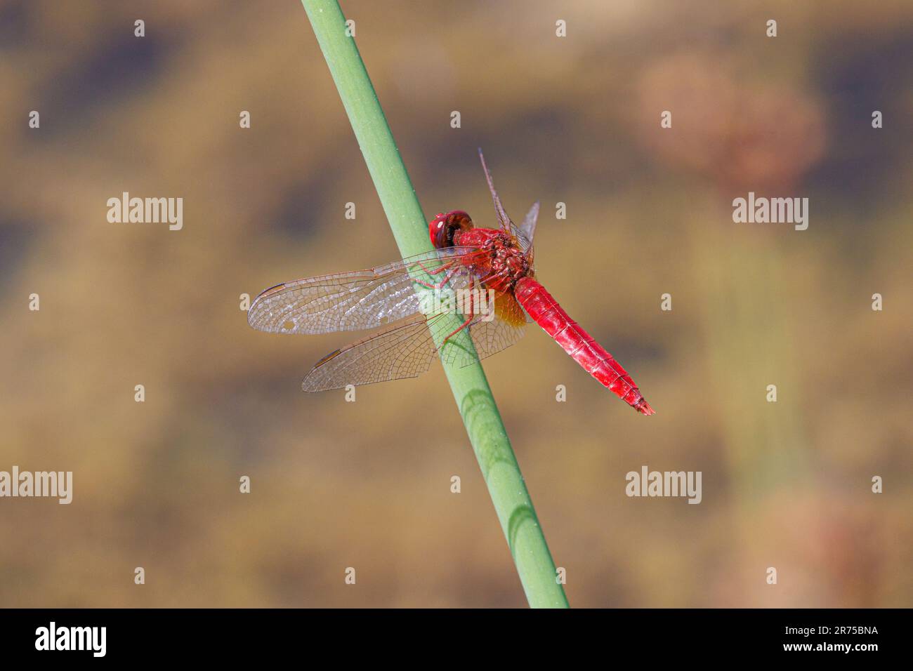Écarlate large, Scarlet-dard commun, Scarlet dard, Scarlet Dragonfly (Crocothemis erythraea, Croccothemis erythraea), mâle à l'affût, Allemagne, Banque D'Images