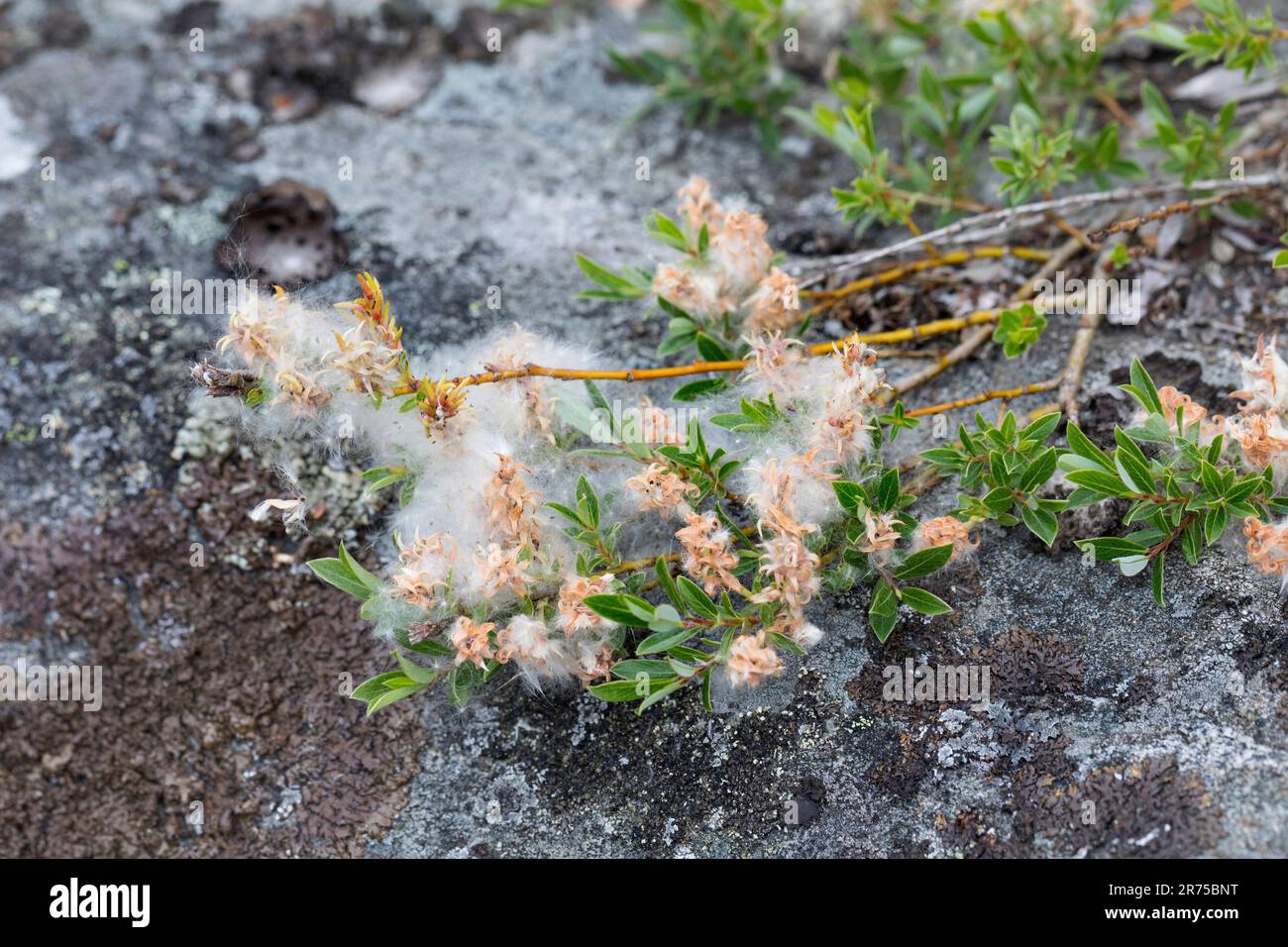 Saule rampant (Salix repens), avec graines, Suède Banque D'Images
