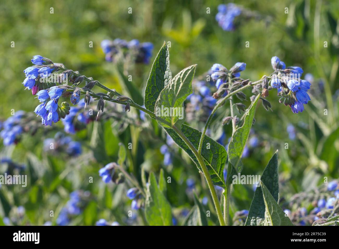 Beinwell, comfrey bleu, comfrey caucasien (Symphytum caucasicum), floraison, Suède Banque D'Images