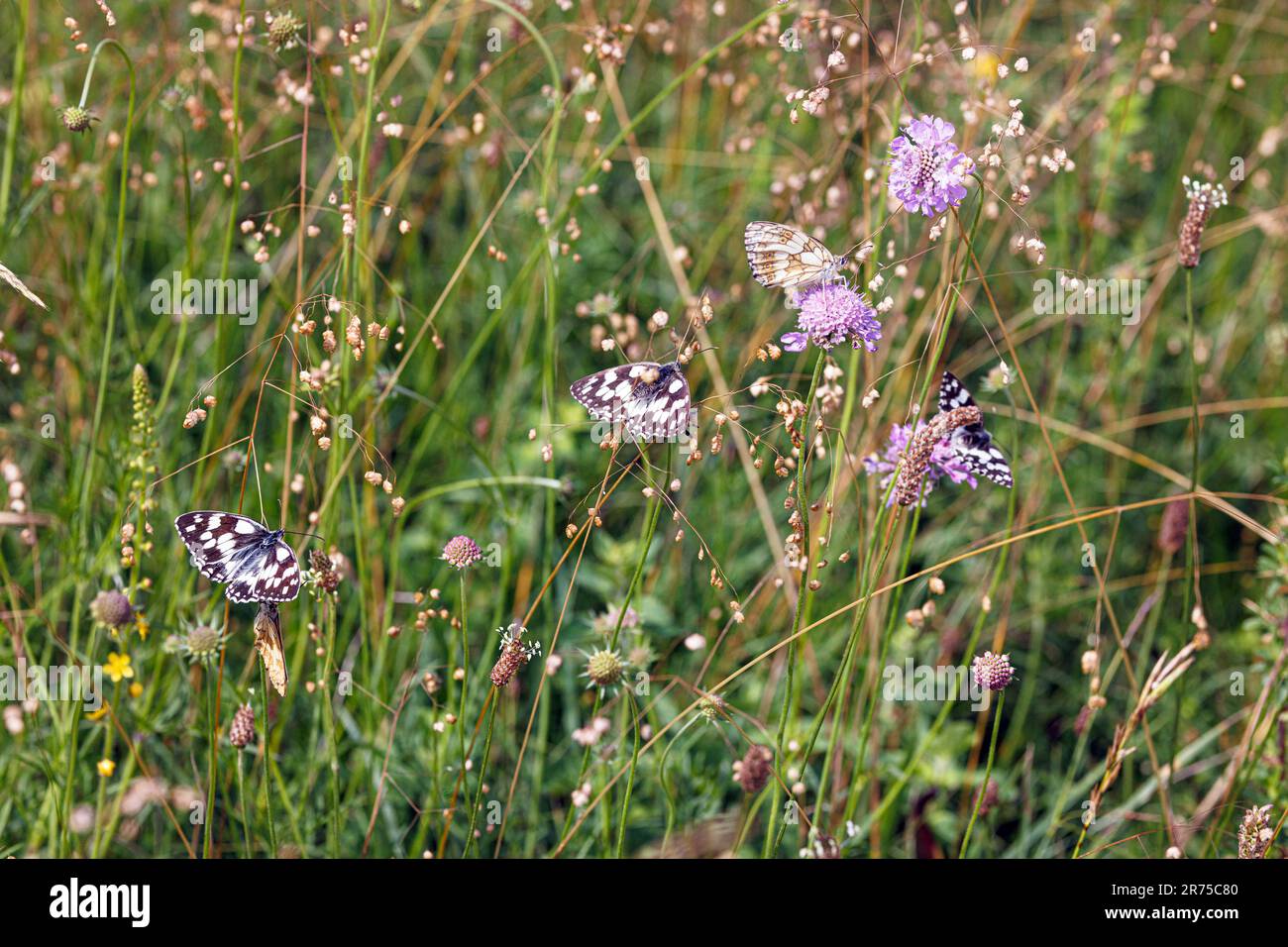 Blanc marbré (Melanargia galathea), plusieurs sur le champ de l'herbe scabieuse et cachetée, Allemagne, Bavière Banque D'Images