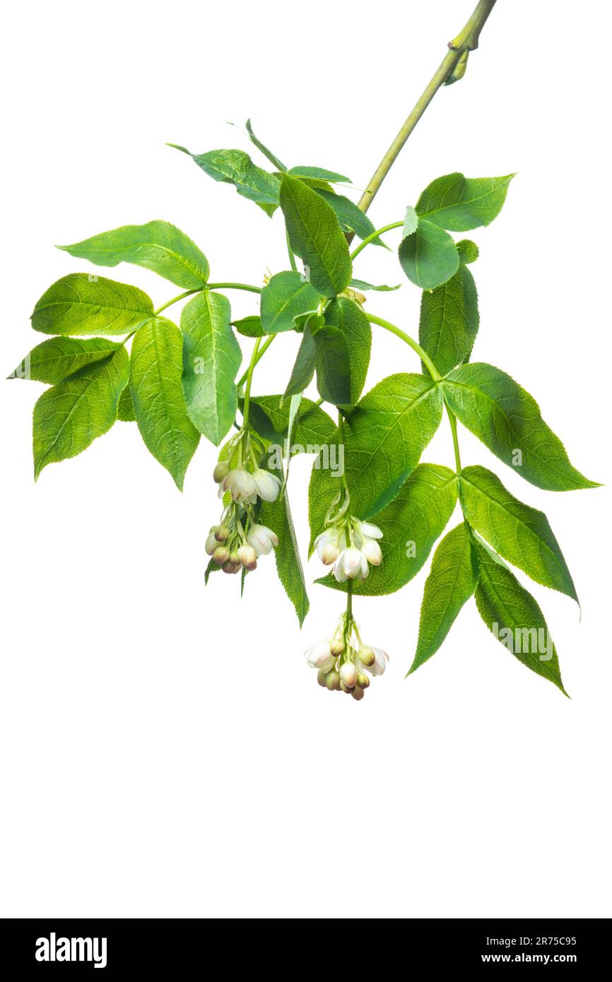 Bladdernut, Bladdernut européen (Staphylea pinnata), branche en fleurs, découpe, Allemagne Banque D'Images